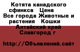 Котята канадского сфинкса › Цена ­ 15 - Все города Животные и растения » Кошки   . Алтайский край,Славгород г.